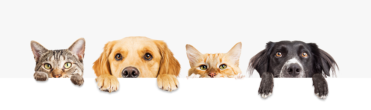 Mascotas