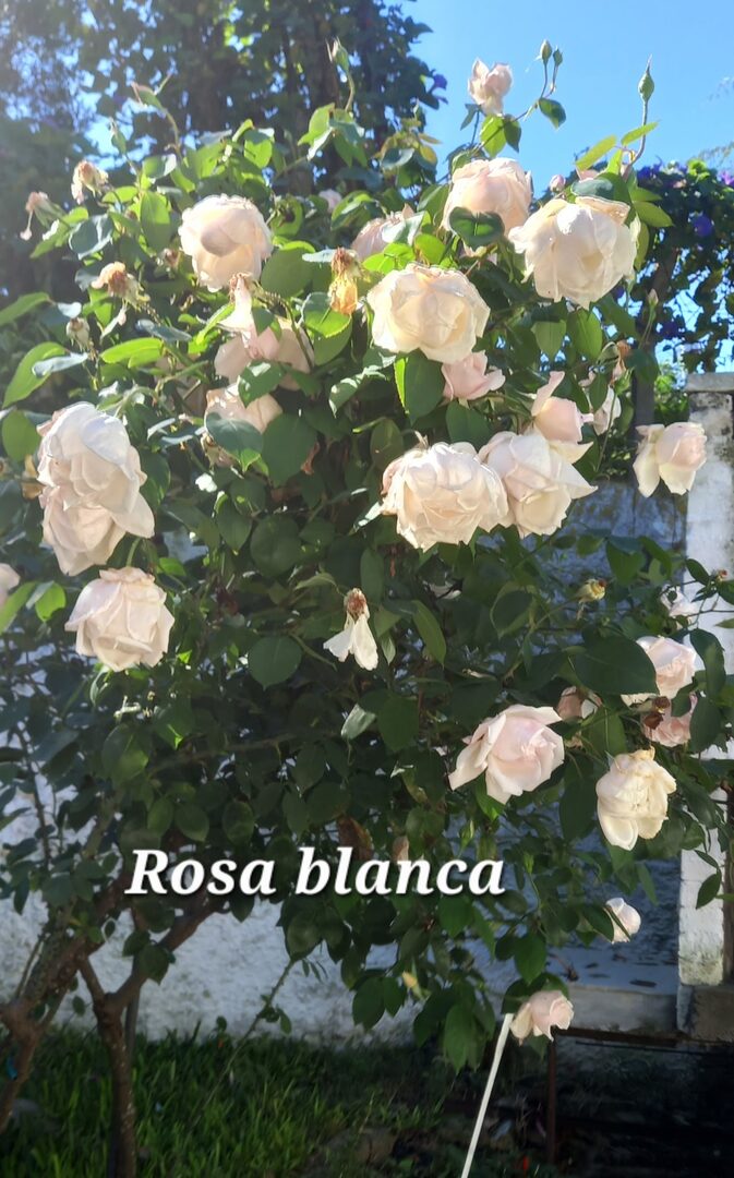 iliana'sDream - Cosmética Natural