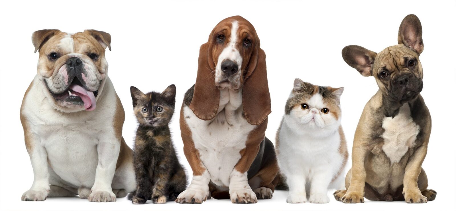 Perros y gatos