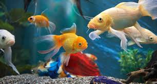Acuario