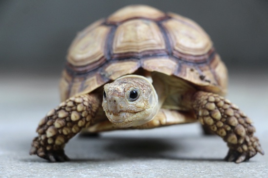 Tortugueros