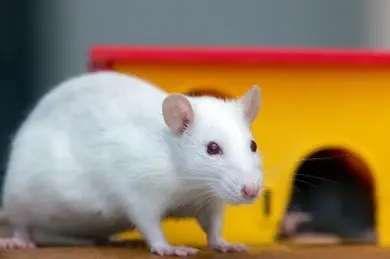 Ratón blanco