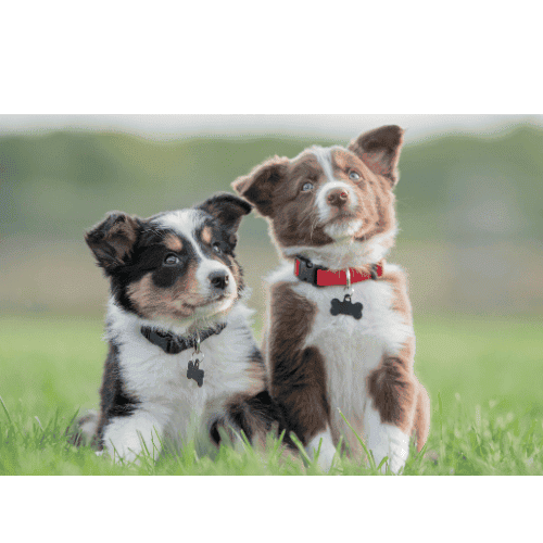 Perros Cachorros