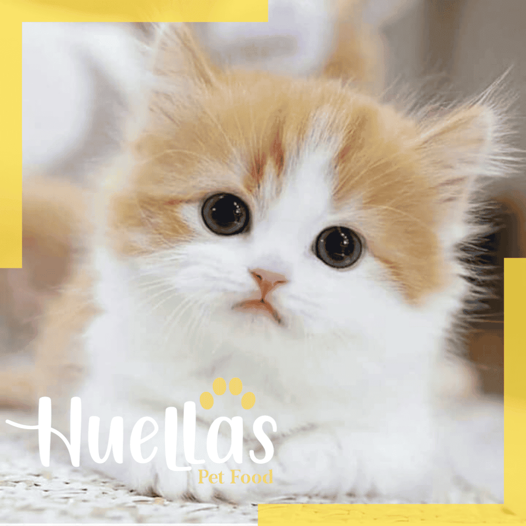 Gatos