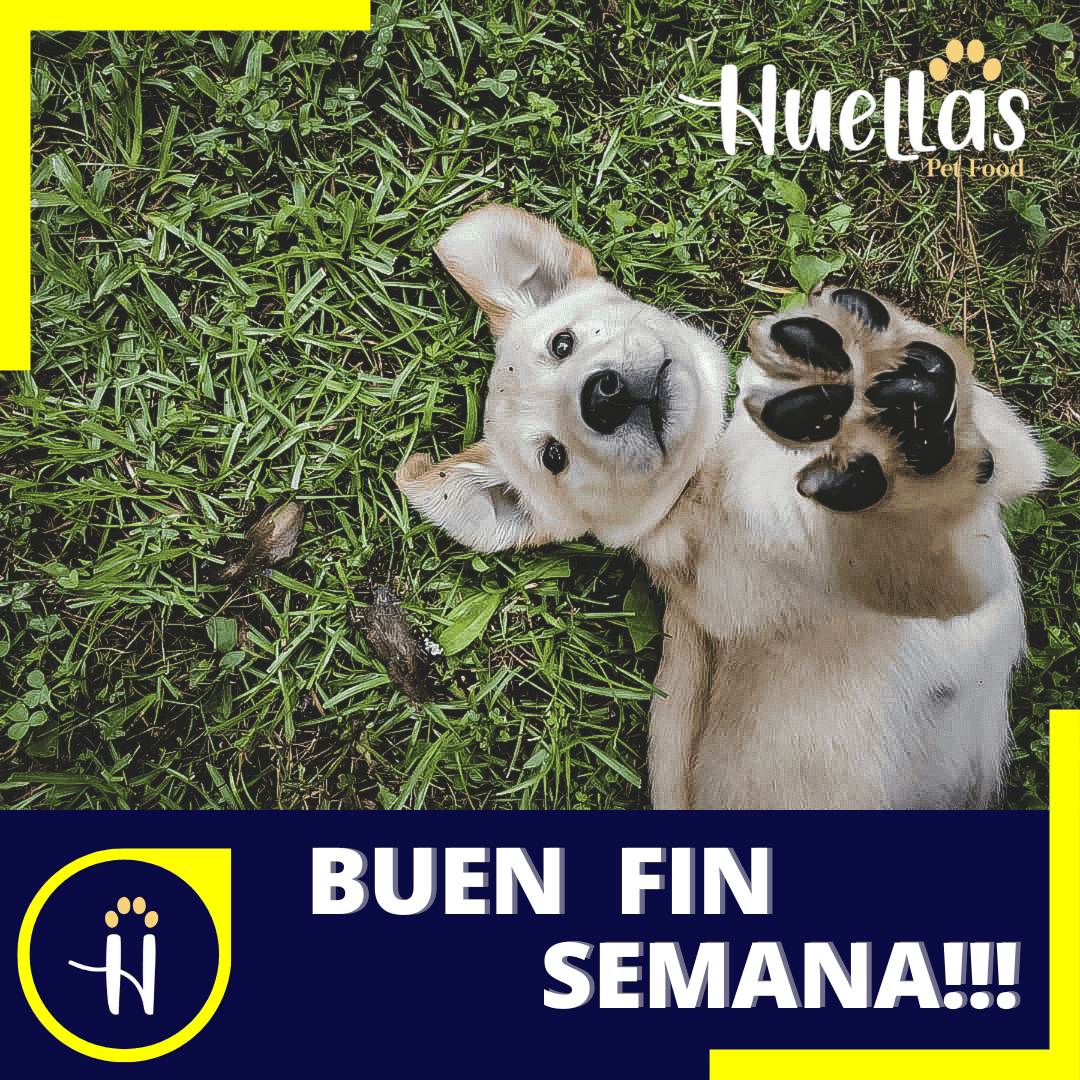 Perros