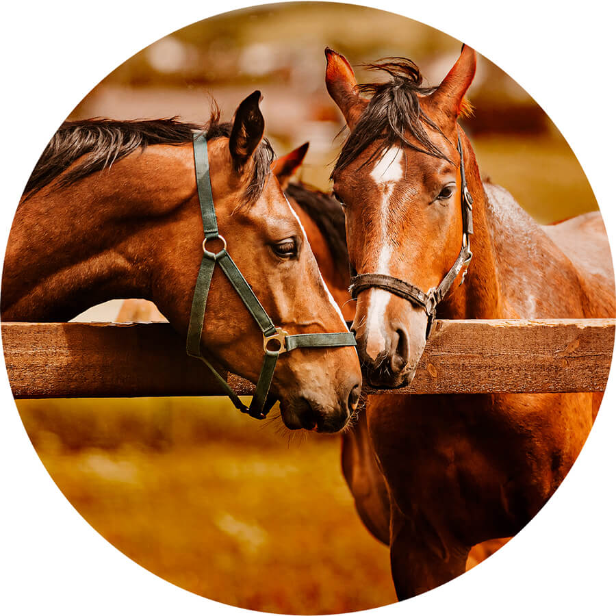 Panel Circular - Caballo
