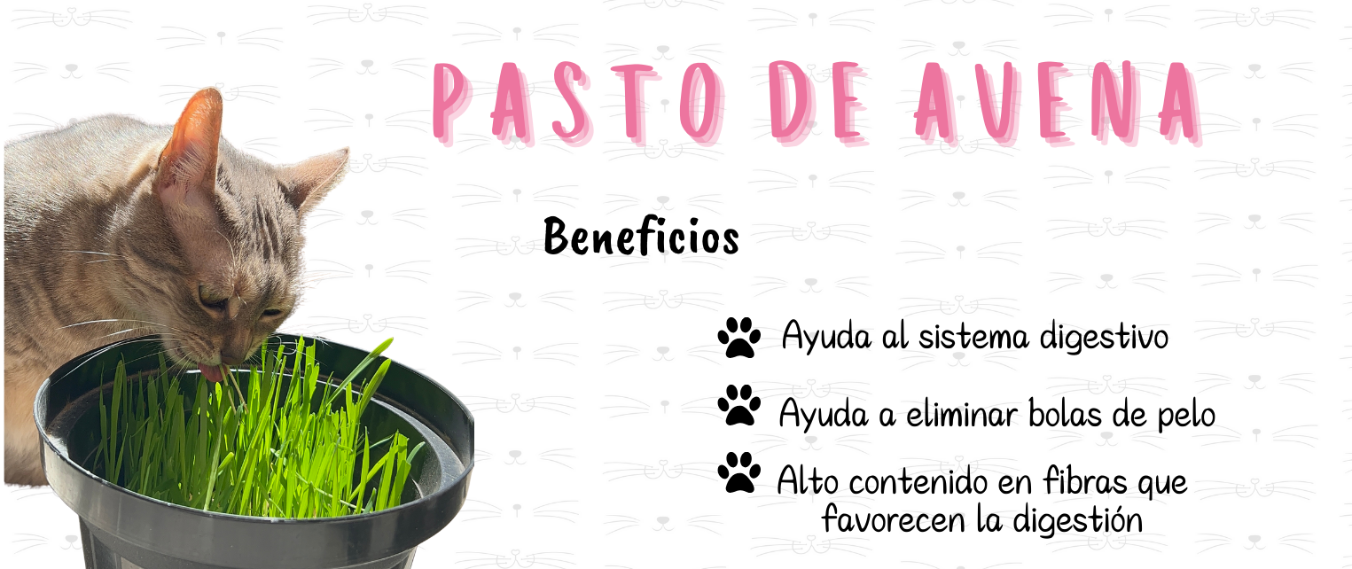 Yeyé Accesorios