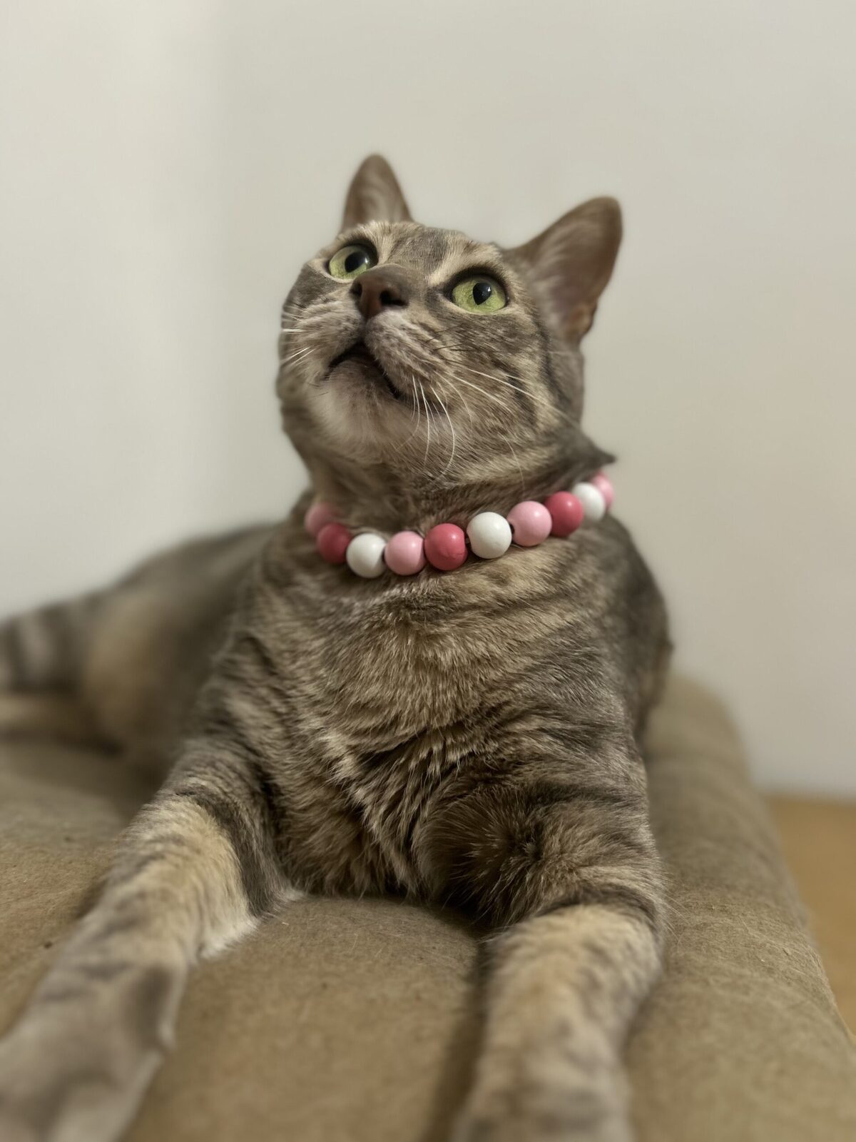 Collar Gala