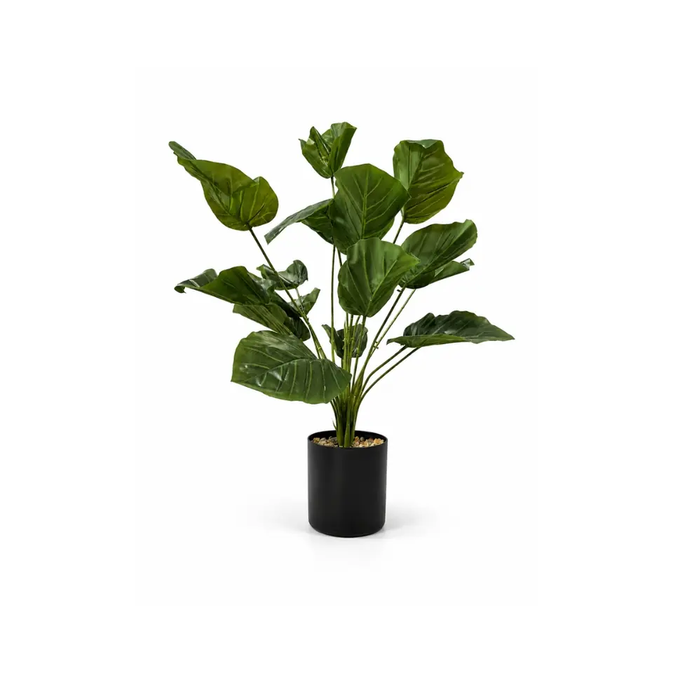 Planta alta Alocasia