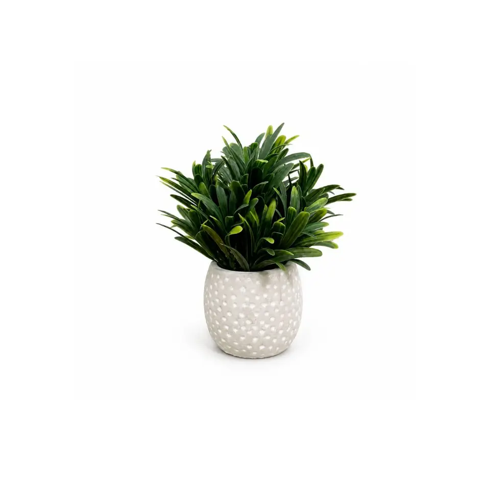 Planta decorativa