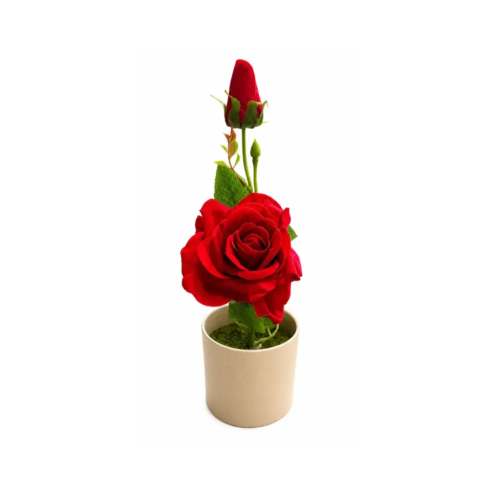 Planta Rosa