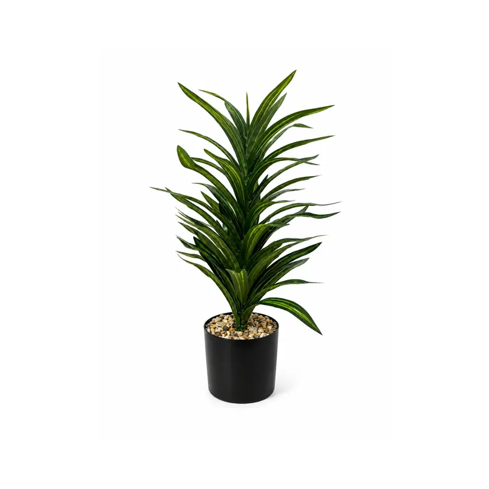 Planta alta Drácena