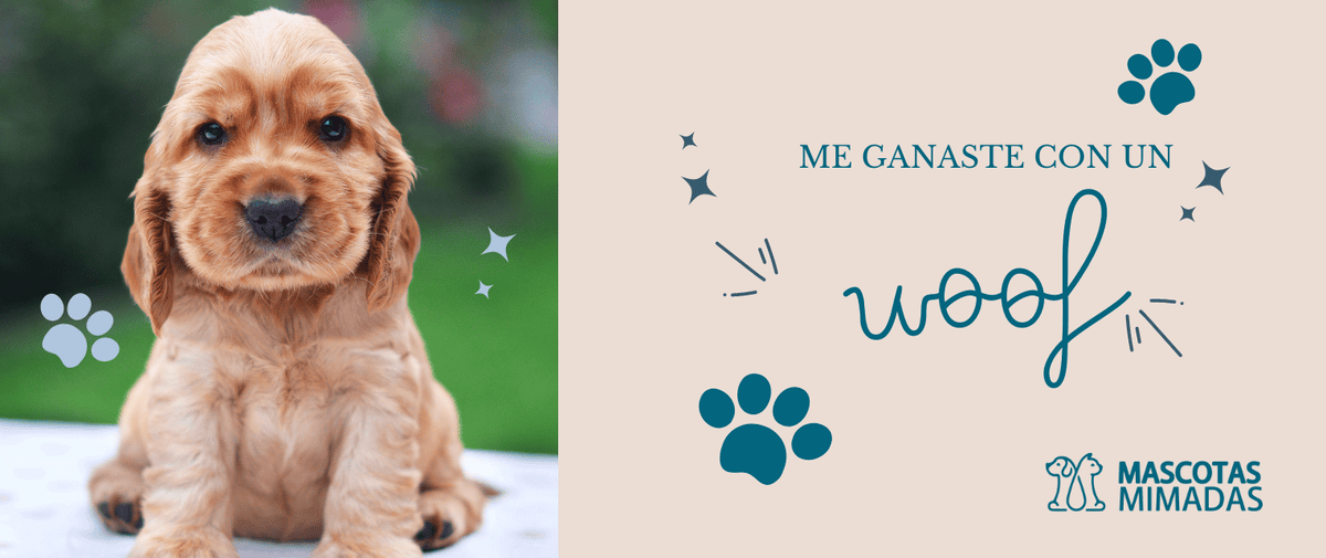 Mascotas Mimadas