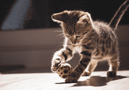 GATOS