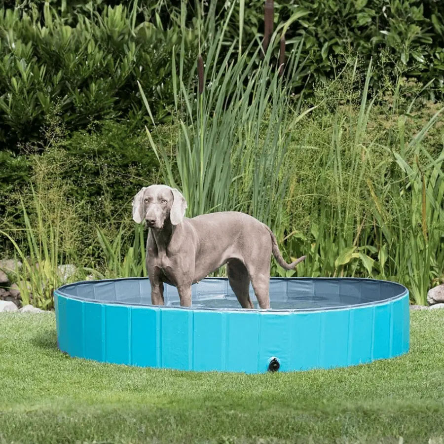Piscina plegable XL. 160x30cm. No precisa inflar (Varios colores)
