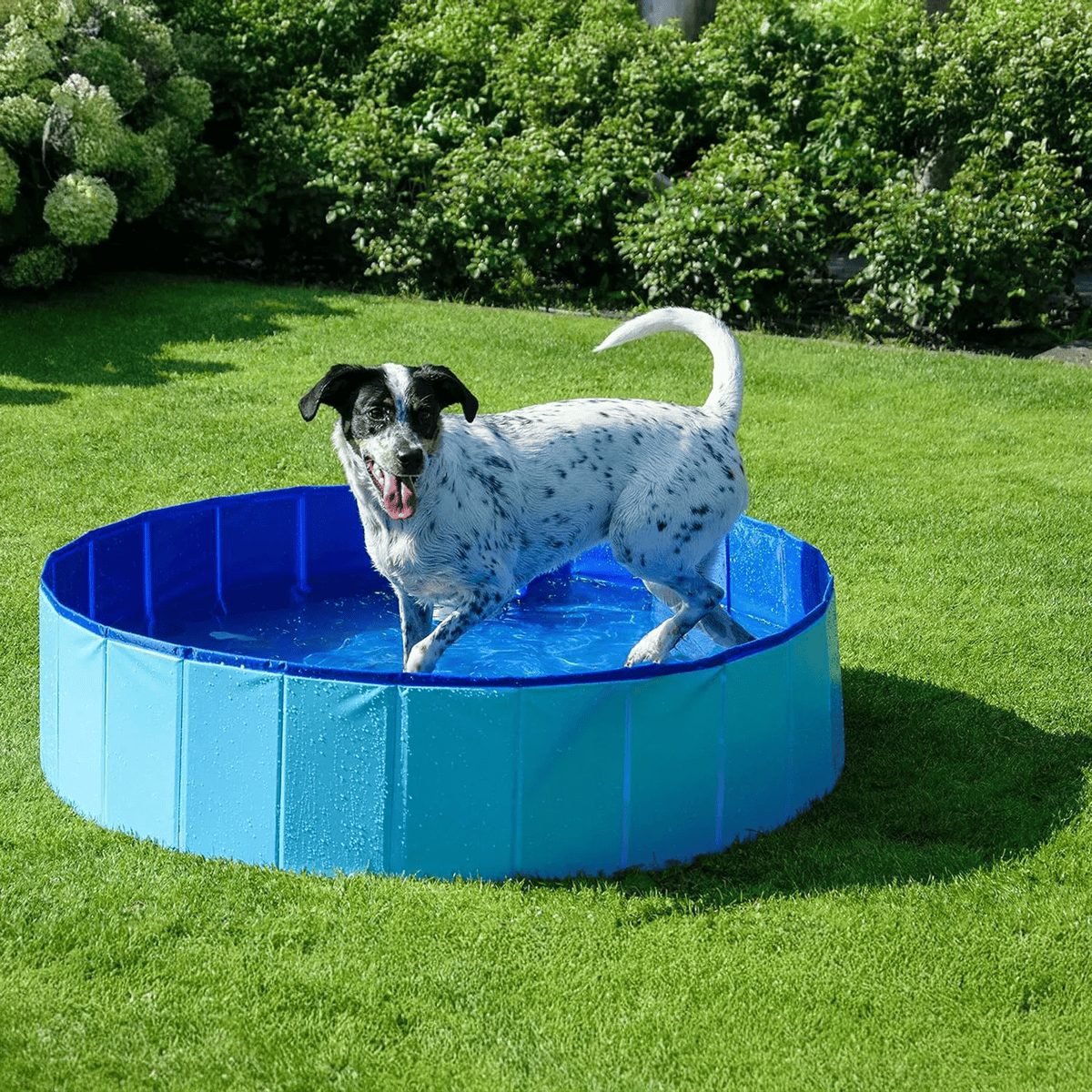 Piscina plegable M. 100x30cm. No precisa inflar (Varios colores)