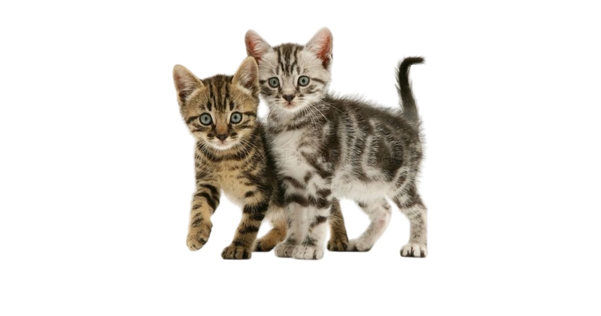 Gatito