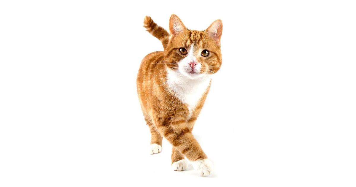 Adulto Gato/Gato Castrado