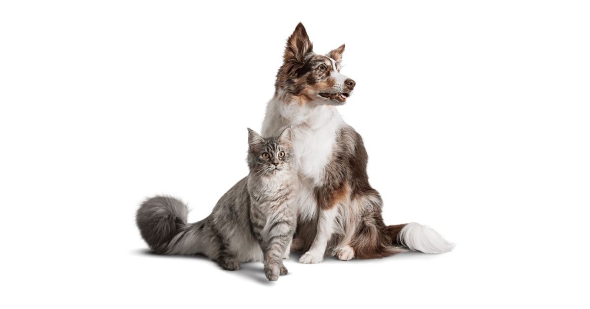 Perro y Gato