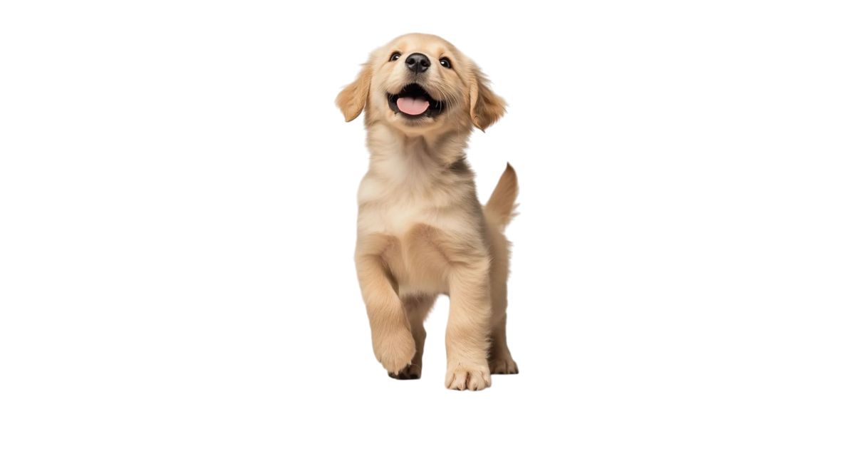 Cachorro