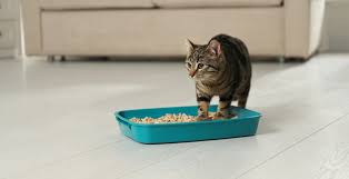 Sanitarios Para Gatos