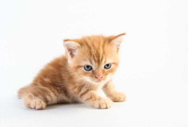 Gatos Cachorros