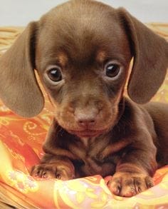 Perros Cachorros