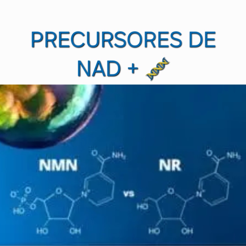 Precursores NAD