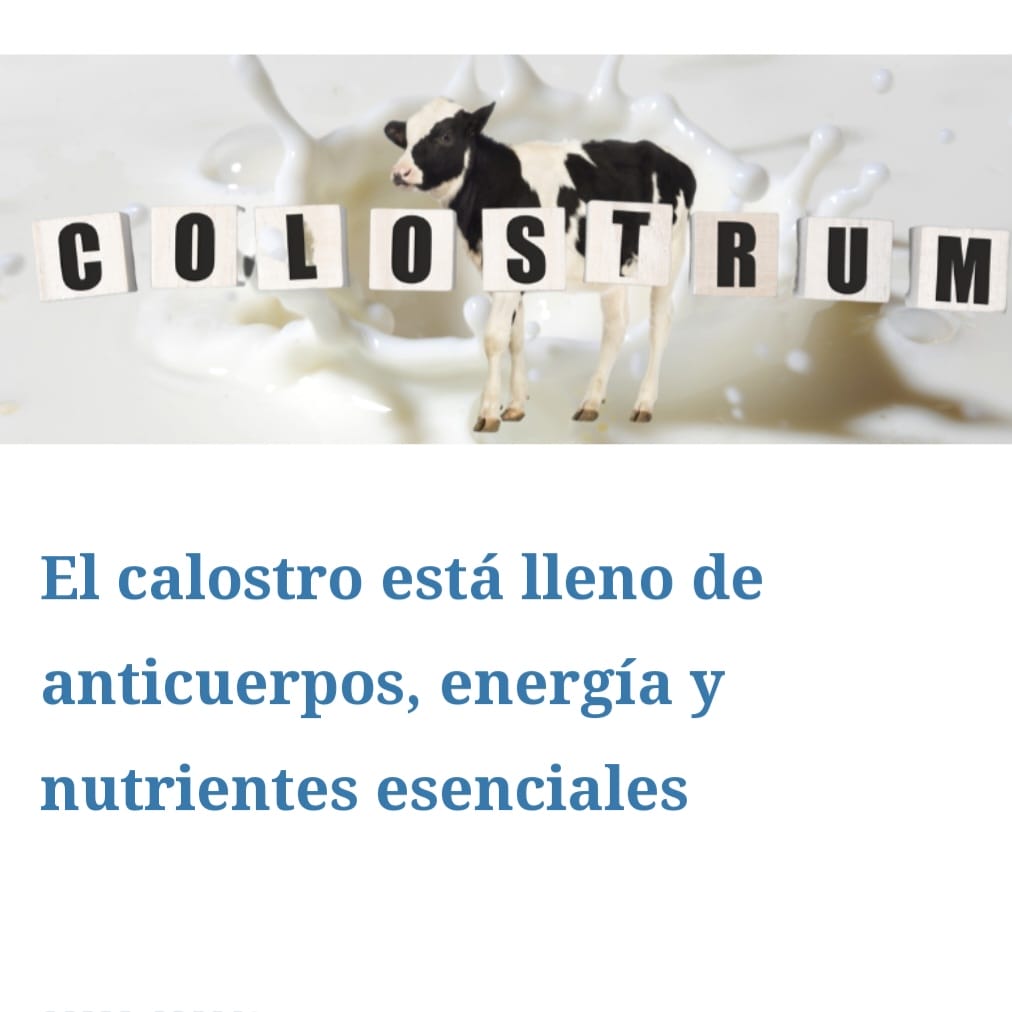 CALOSTRO BOVINO