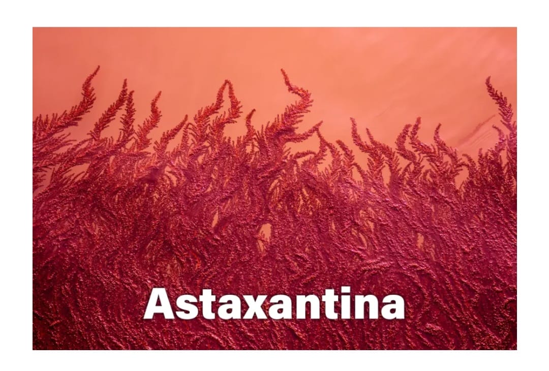 Astaxantina