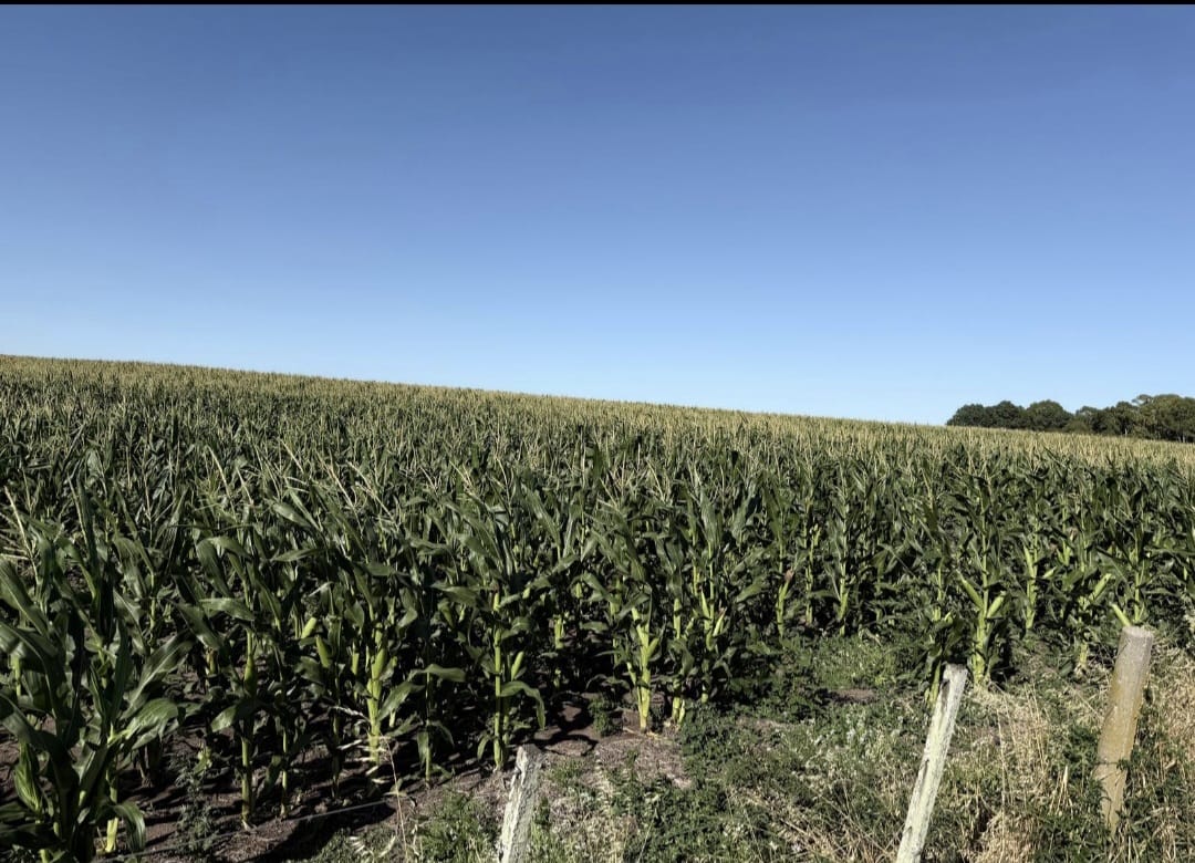 Campo a la venta en Soriano
