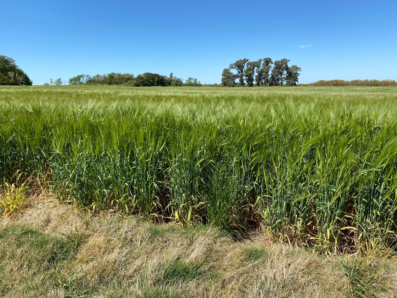 Campo en Colonia