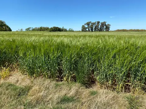 Campo en Colonia