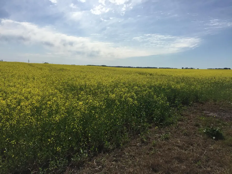 Campo a la venta en Soriano.