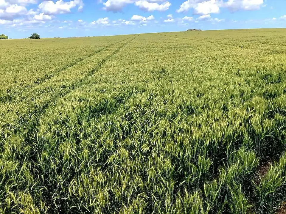 Campo en venta en Florida