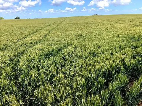 Campo en venta en Florida