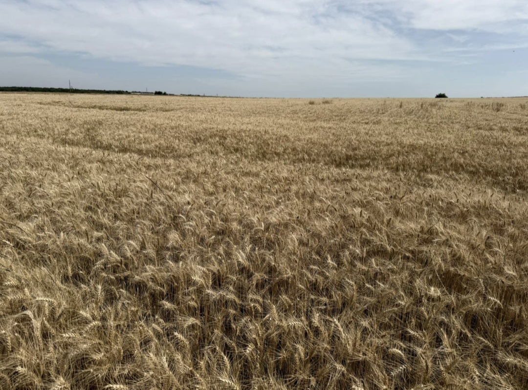 Venta campo en Nueva Palmira