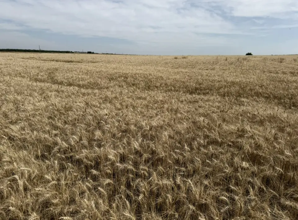 Venta campo en Nueva Palmira