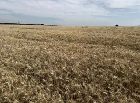 Venta campo en Nueva Palmira