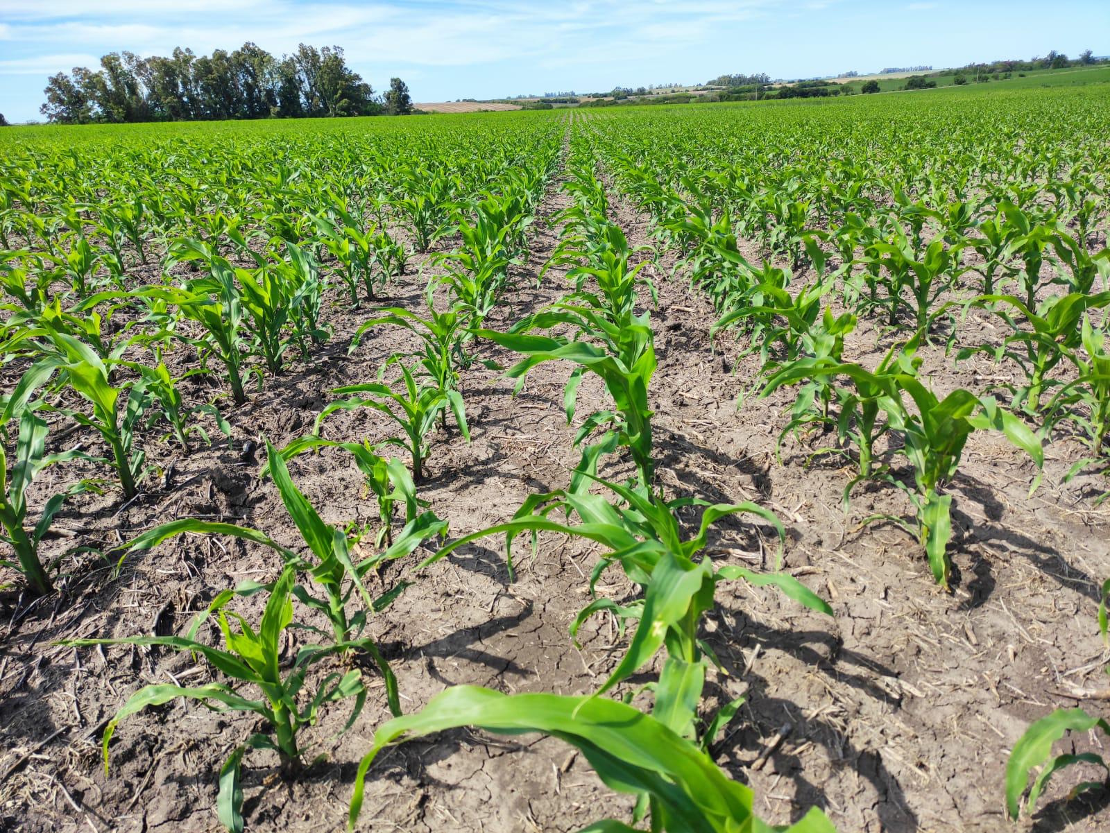 Campo en Soriano.