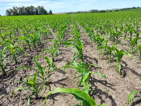 Campo en Soriano.