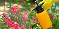 Cuidados para tu jardín